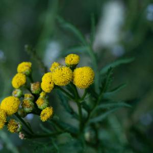 Photographie n°2329339 du taxon Tanacetum vulgare L. [1753]