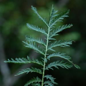 Photographie n°2329340 du taxon Tanacetum vulgare L. [1753]