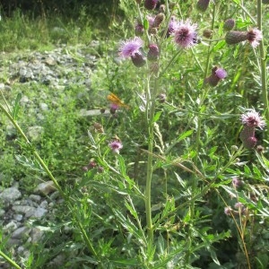 Photographie n°2329347 du taxon Cirsium arvense (L.) Scop.