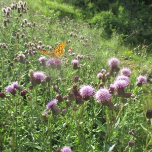 Photographie n°2329349 du taxon Cirsium arvense (L.) Scop.