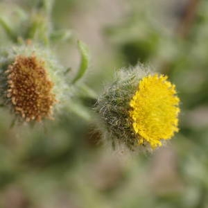 Photographie n°2329350 du taxon Pulicaria vulgaris Gaertn. [1791]