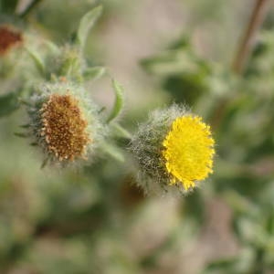 Photographie n°2329354 du taxon Pulicaria vulgaris Gaertn. [1791]