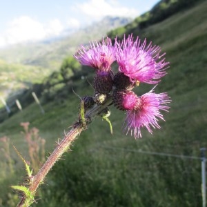 Photographie n°2329362 du taxon Cirsium palustre (L.) Scop.