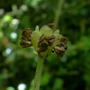 Photographie n°2329389 du taxon Adoxa moschatellina L. [1753]