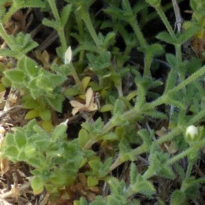 Photographie n°2329426 du taxon Arenaria ligericina Lecoq & Lamotte [1847]