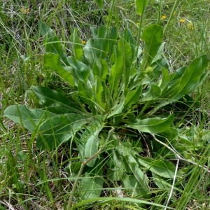 Photographie n°2329485 du taxon Crepis albida Vill. [1779]