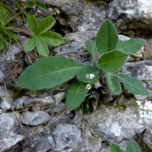 Photographie n°2329488 du taxon Hieracium lawsonii Vill. [1779]