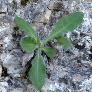 Photographie n°2329491 du taxon Hieracium lawsonii Vill. [1779]