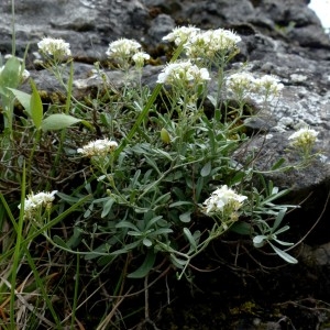  - Hormathophylla macrocarpa (DC.) P.Küpfer [1974]