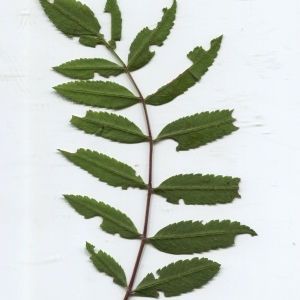 Photographie n°2329543 du taxon Sorbus aucuparia L. [1753]