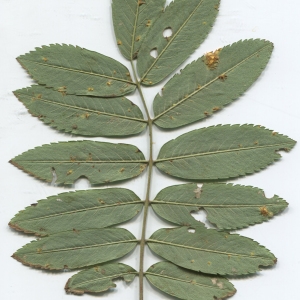 Photographie n°2329547 du taxon Sorbus aucuparia L. [1753]