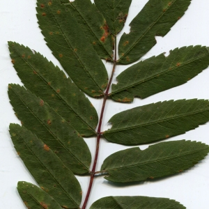 Photographie n°2329548 du taxon Sorbus aucuparia L. [1753]