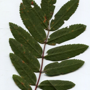 Photographie n°2329549 du taxon Sorbus aucuparia L. [1753]