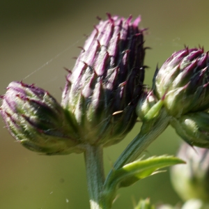 Photographie n°2329553 du taxon Cirsium arvense (L.) Scop. [1772]