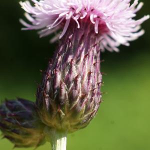 Photographie n°2329556 du taxon Cirsium arvense (L.) Scop. [1772]