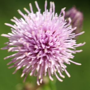 Photographie n°2329558 du taxon Cirsium arvense (L.) Scop. [1772]
