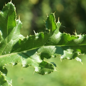 Photographie n°2329560 du taxon Cirsium arvense (L.) Scop. [1772]