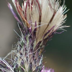 Photographie n°2329564 du taxon Cirsium arvense (L.) Scop. [1772]