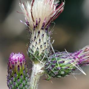 Photographie n°2329565 du taxon Cirsium arvense (L.) Scop. [1772]