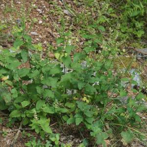 Photographie n°2329578 du taxon Teucrium scorodonia L. [1753]