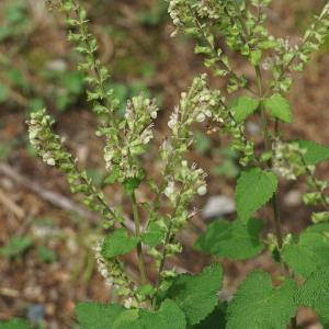 Photographie n°2329582 du taxon Teucrium scorodonia L. [1753]