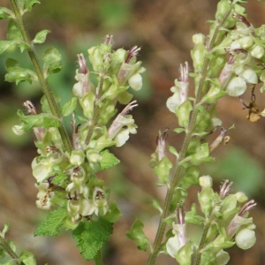 Photographie n°2329583 du taxon Teucrium scorodonia L. [1753]