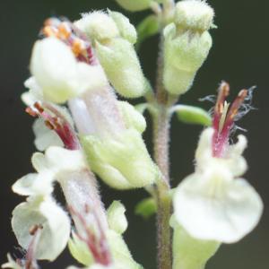 Photographie n°2329588 du taxon Teucrium scorodonia L. [1753]