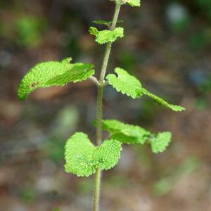 Photographie n°2329599 du taxon Teucrium scorodonia L. [1753]