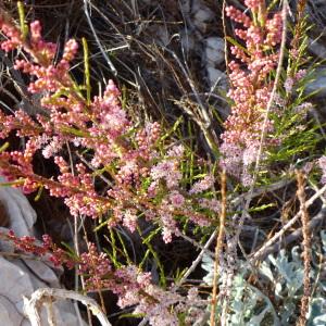 Photographie n°2329620 du taxon Tamarix parviflora DC. [1828]