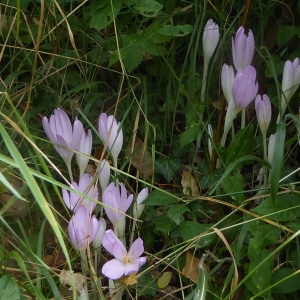 Photographie n°2329630 du taxon Colchicum autumnale L. [1753]