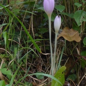 Photographie n°2329631 du taxon Colchicum autumnale L. [1753]