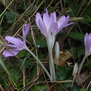 Photographie n°2329632 du taxon Colchicum autumnale L. [1753]