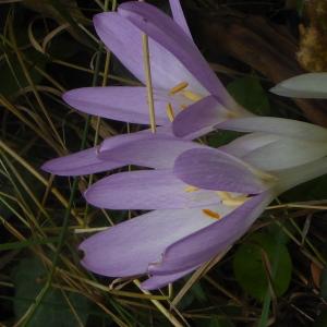 Photographie n°2329634 du taxon Colchicum autumnale L. [1753]
