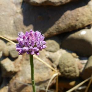 Photographie n°2329695 du taxon Allium acutiflorum Loisel. [1809]