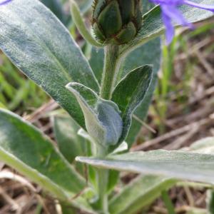 Photographie n°2329699 du taxon Cyanus montanus (L.) Hill [1768]