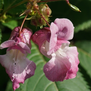 Photographie n°2329725 du taxon Impatiens glandulifera Royle [1833]