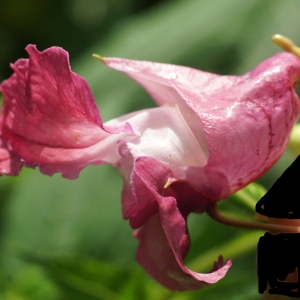 Photographie n°2329733 du taxon Impatiens glandulifera Royle [1833]