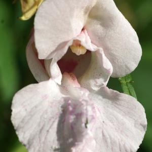 Photographie n°2329736 du taxon Impatiens glandulifera Royle [1833]