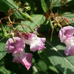 Photographie n°2329741 du taxon Impatiens glandulifera Royle [1833]