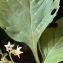  Liliane Roubaudi - Solanum nigrum L. [1753]