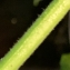  Liliane Roubaudi - Solanum nigrum L. [1753]