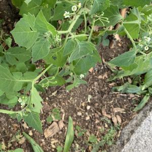 Photographie n°2329819 du taxon Solanum nigrum L. [1753]