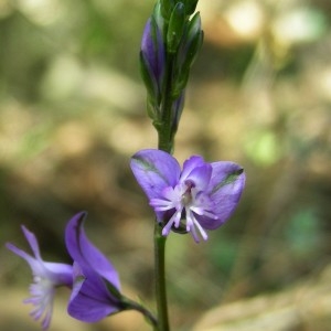 Photographie n°2329854 du taxon Polygala vulgaris L. [1753]