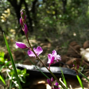 Photographie n°2329855 du taxon Polygala vulgaris L. [1753]