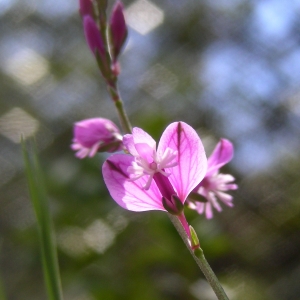 Photographie n°2329856 du taxon Polygala vulgaris L. [1753]