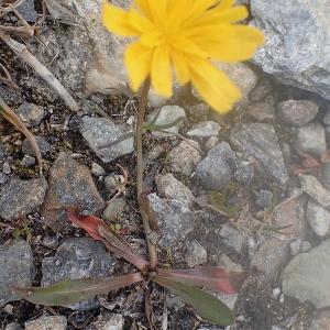 Photographie n°2329862 du taxon Crepis rhaetica Hegetschw. [1839]