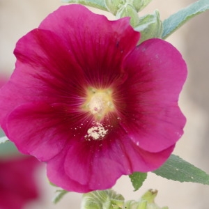 Photographie n°2329865 du taxon Alcée rose-trémière