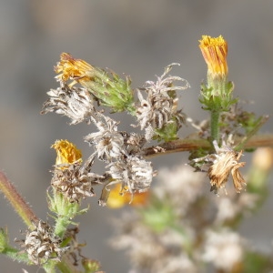 Photographie n°2329912 du taxon Picris fausse-épervière