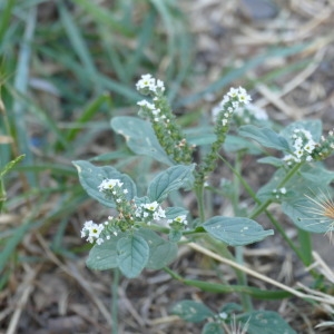 Photographie n°2329915 du taxon Heliotropium europaeum L. [1753]