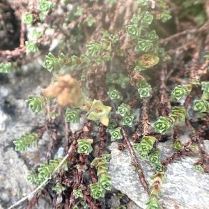 Photographie n°2329927 du taxon Saxifraga oppositifolia L. [1753]